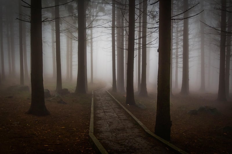 Foggy forest dark mystery landscape