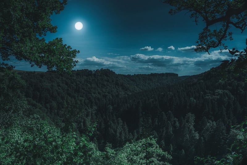 Dark Forest
